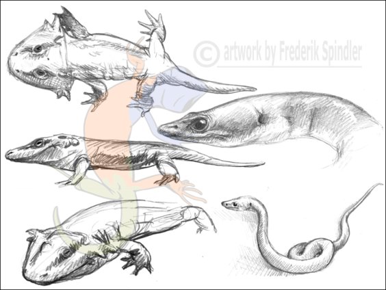 Early Permian sketches V