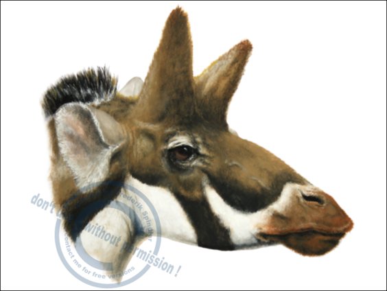 *Decennatherium pachecoi*