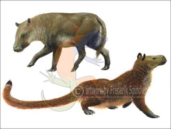 Oreodonts I