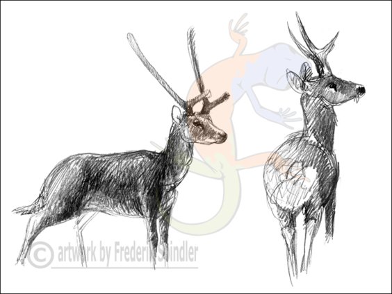 deer