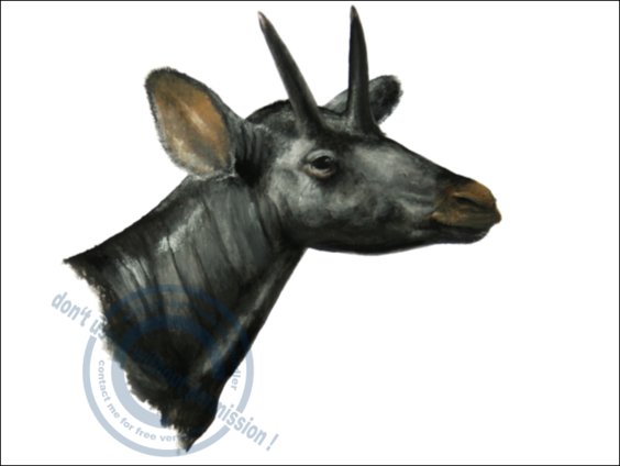 *Palaeotragus roueni*