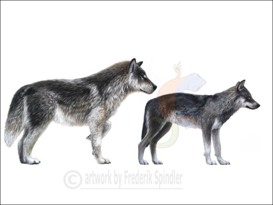 wolves