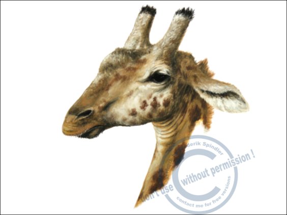 *Giraffa camelopardalis*