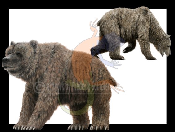 bears