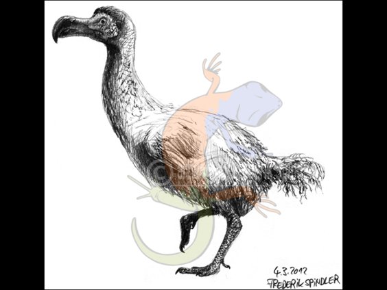 *Raphus cucullatus*
